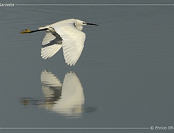 Animali 206